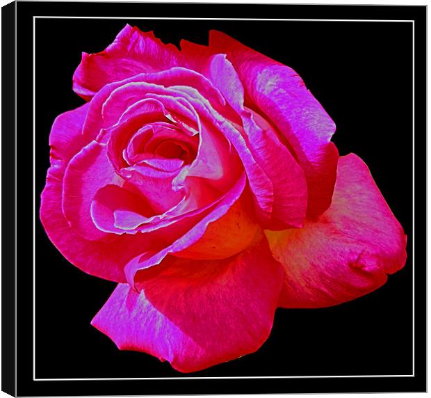 Pink rose Canvas Print by Derek Vines