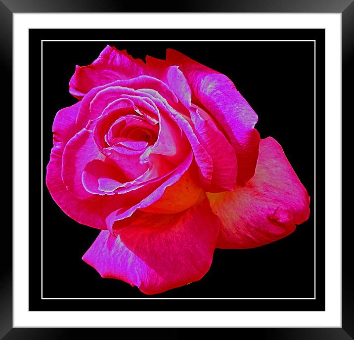 Pink rose Framed Mounted Print by Derek Vines