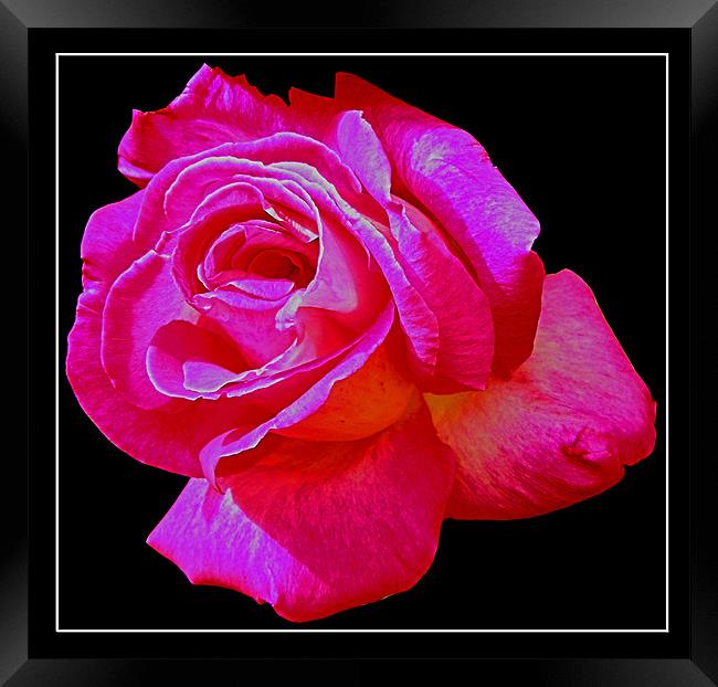 Pink rose Framed Print by Derek Vines