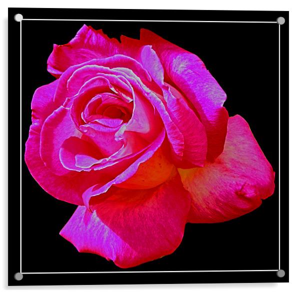 Pink rose Acrylic by Derek Vines