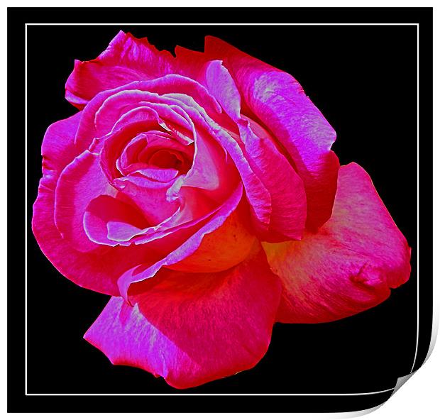 Pink rose Print by Derek Vines