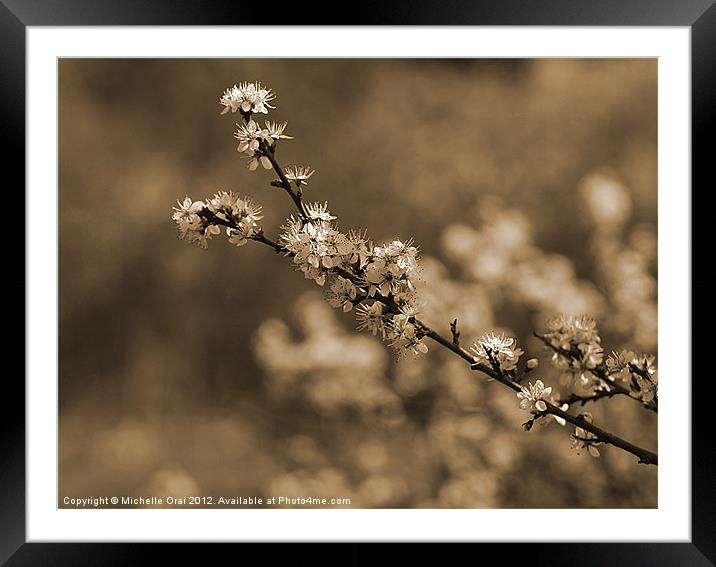 Branch of Blossom Framed Mounted Print by Michelle Orai