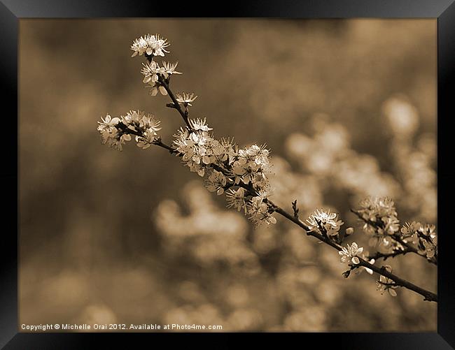 Branch of Blossom Framed Print by Michelle Orai