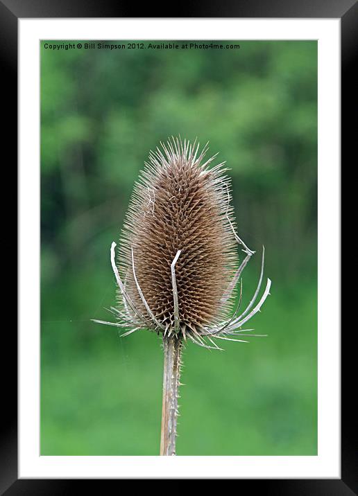 Thistle Seed Head Framed Mounted Print by Bill Simpson