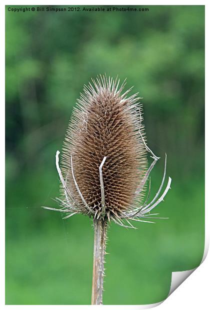 Thistle Seed Head Print by Bill Simpson
