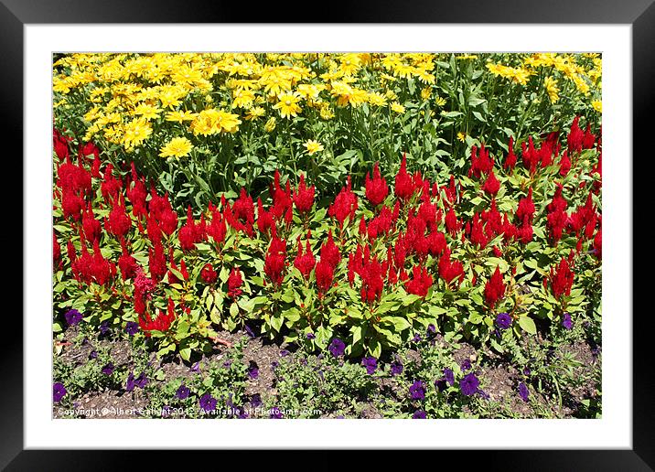Flowers in the dirt Framed Mounted Print by Albert Gallant
