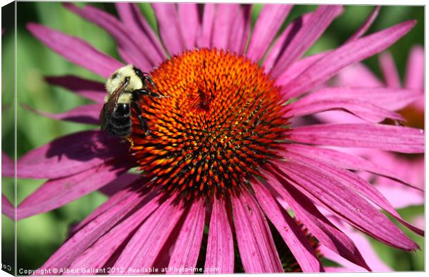 Bumble bee on flower Canvas Print by Albert Gallant