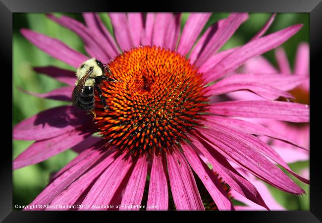 Bumble bee on flower Framed Print by Albert Gallant
