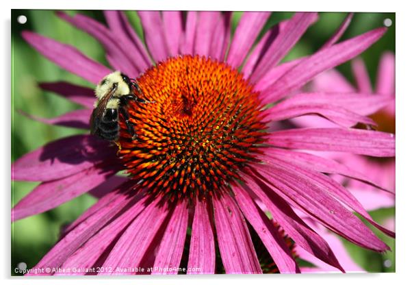Bumble bee on flower Acrylic by Albert Gallant