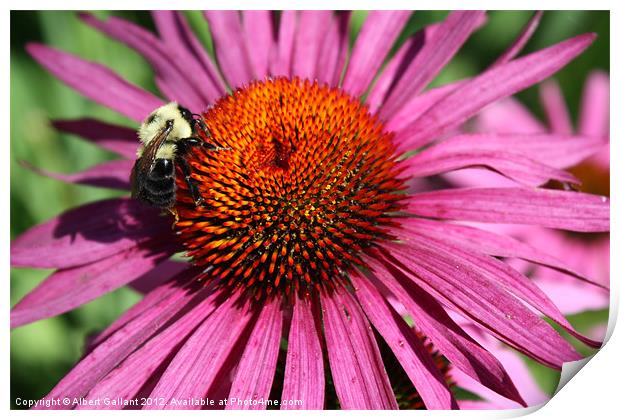Bumble bee on flower Print by Albert Gallant