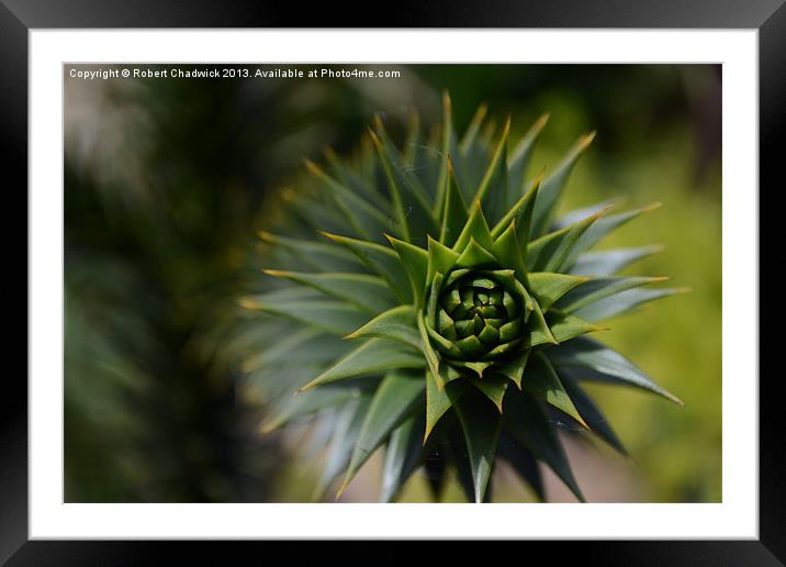 Monkey puzzle Framed Mounted Print by Robert Chadwick