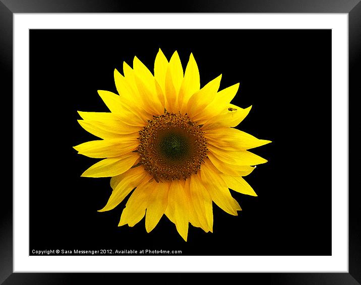 Sunflower Framed Mounted Print by Sara Messenger
