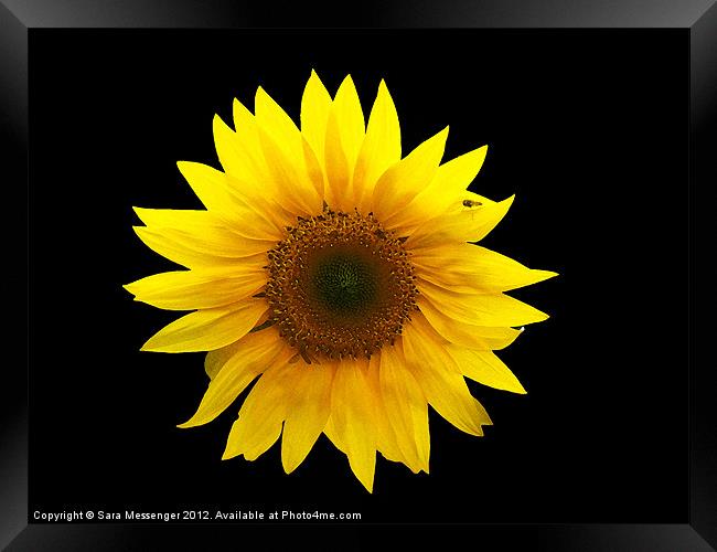 Sunflower Framed Print by Sara Messenger