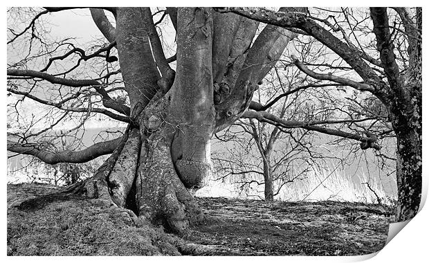 Gnarled Print by LIZ Alderdice