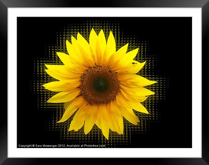 Sunflower shakes Framed Mounted Print by Sara Messenger