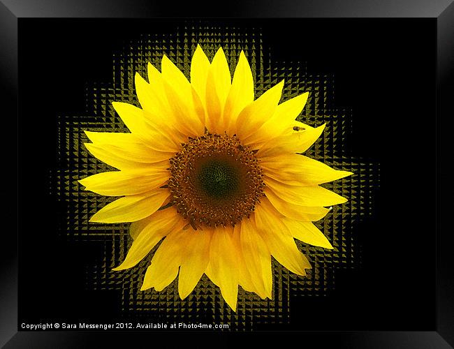 Sunflower shakes Framed Print by Sara Messenger