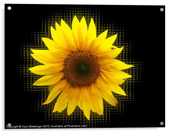 Sunflower shakes Acrylic by Sara Messenger