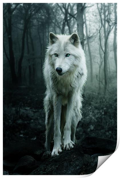 The White Wolf Print by Julie Hoddinott