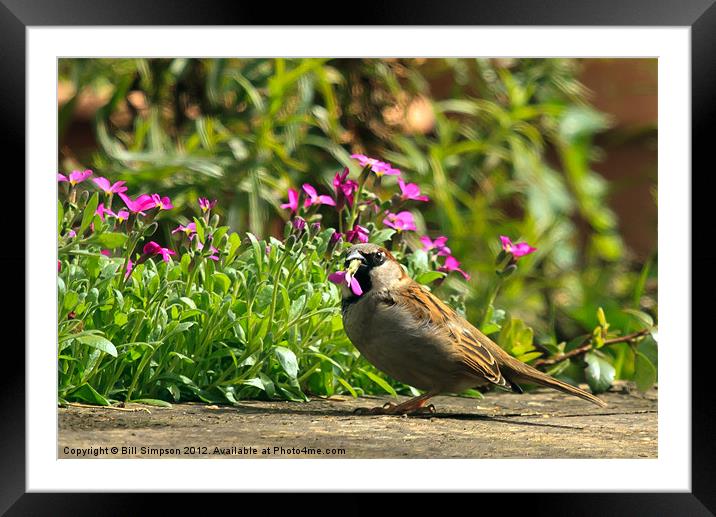 Sparrow Eating Aubretia Framed Mounted Print by Bill Simpson