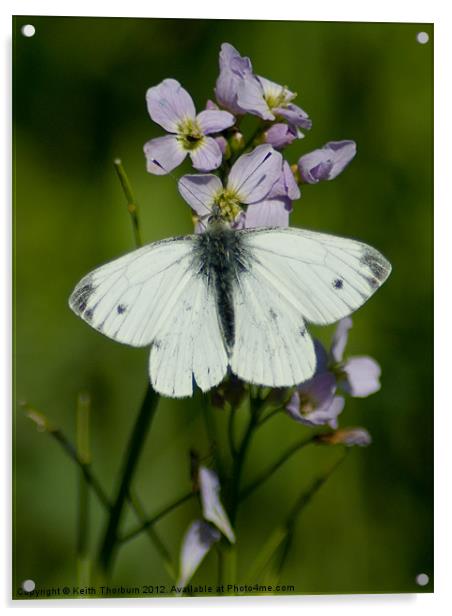Small White (Artogeia rapae) Acrylic by Keith Thorburn EFIAP/b