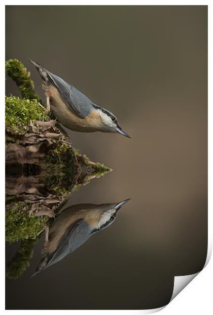 Nuthatch Reflection Print by Natures' Canvas: Wall Art  & Prints by Andy Astbury