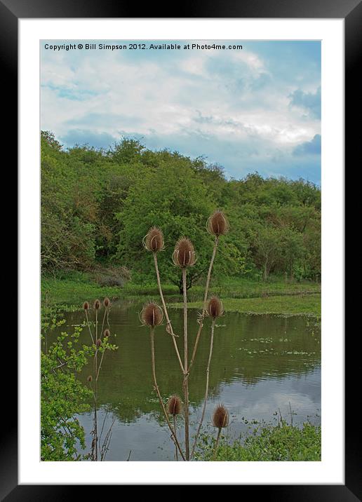Thistle Seed Heads over Water Framed Mounted Print by Bill Simpson