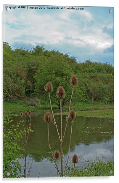 Thistle Seed Heads over Water Acrylic by Bill Simpson
