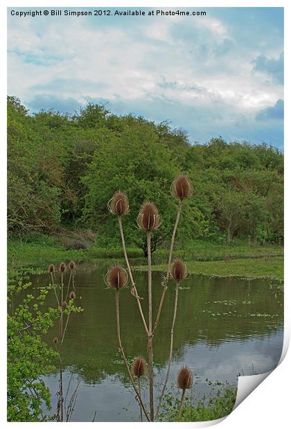 Thistle Seed Heads over Water Print by Bill Simpson