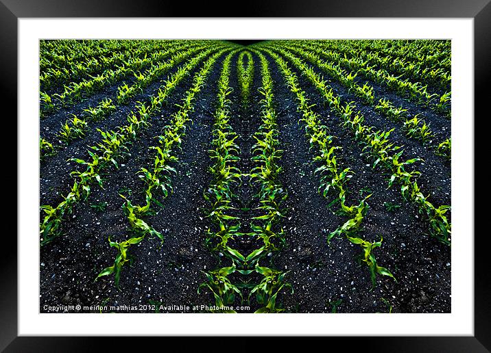 abstract baby corn 2 Framed Mounted Print by meirion matthias