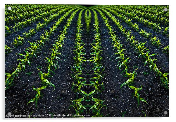 abstract baby corn 2 Acrylic by meirion matthias