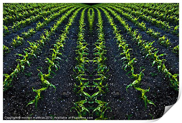 abstract baby corn 2 Print by meirion matthias