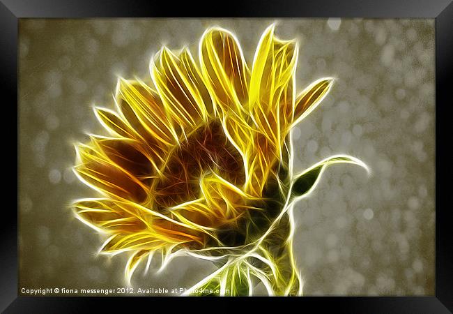 Sunflower Fractalius Framed Print by Fiona Messenger