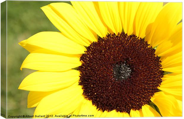 Sunflower Time Canvas Print by Albert Gallant