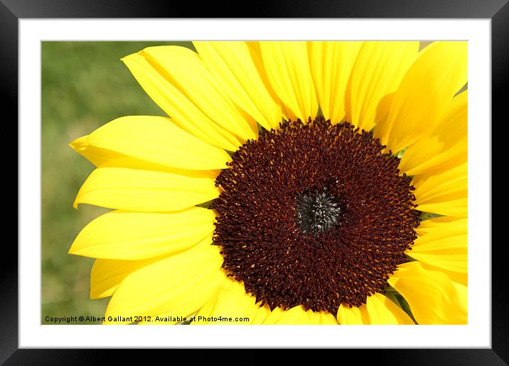 Sunflower Time Framed Mounted Print by Albert Gallant