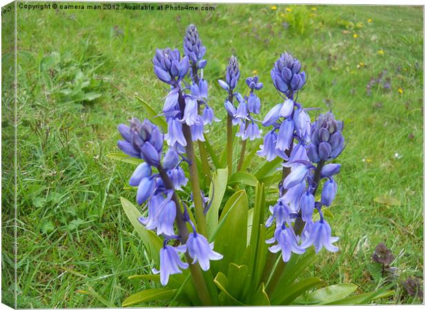 The Spring Bells Canvas Print by camera man