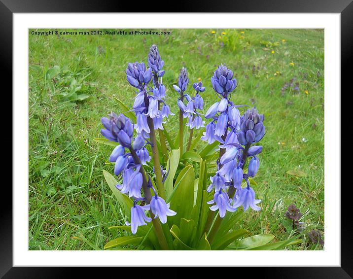 The Spring Bells Framed Mounted Print by camera man