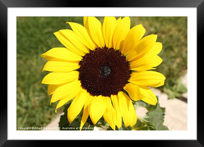 Sunflower in the Sun Framed Mounted Print by Albert Gallant