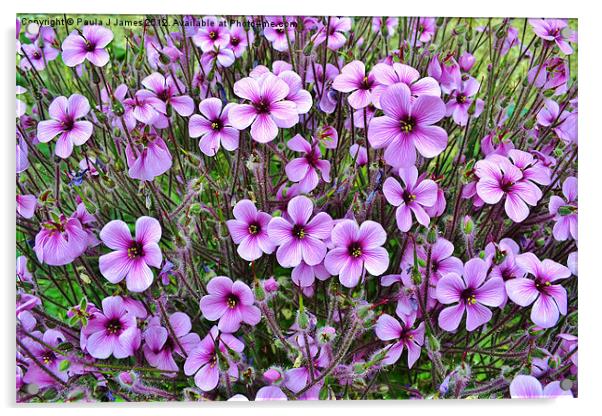 Purple & White Pansies Acrylic by Paula J James