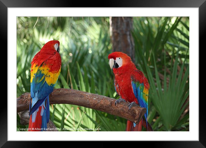 Birds Framed Mounted Print by Albert Gallant