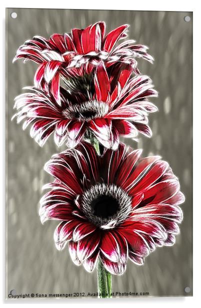 Red Gerbera Fractalius Acrylic by Fiona Messenger