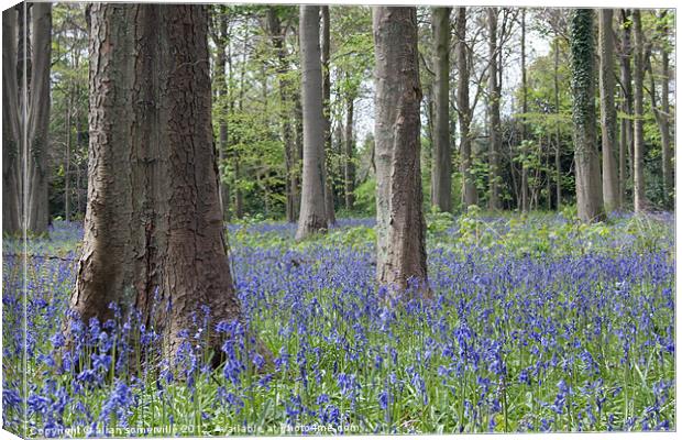bluebell woods Canvas Print by allan somerville