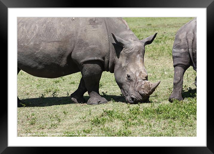 Up close on a rhino Framed Mounted Print by Albert Gallant