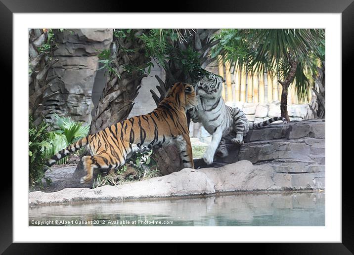Tiger Fight Framed Mounted Print by Albert Gallant