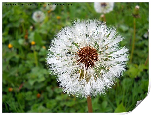 Seed Ball Print by camera man