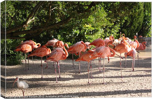 Pink Flamingoes Canvas Print by Albert Gallant