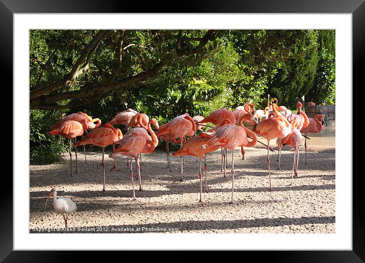 Pink Flamingoes Framed Mounted Print by Albert Gallant