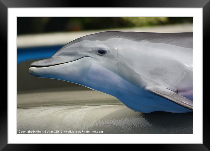 Eye of the dolphin Framed Mounted Print by Albert Gallant