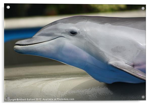 Eye of the dolphin Acrylic by Albert Gallant