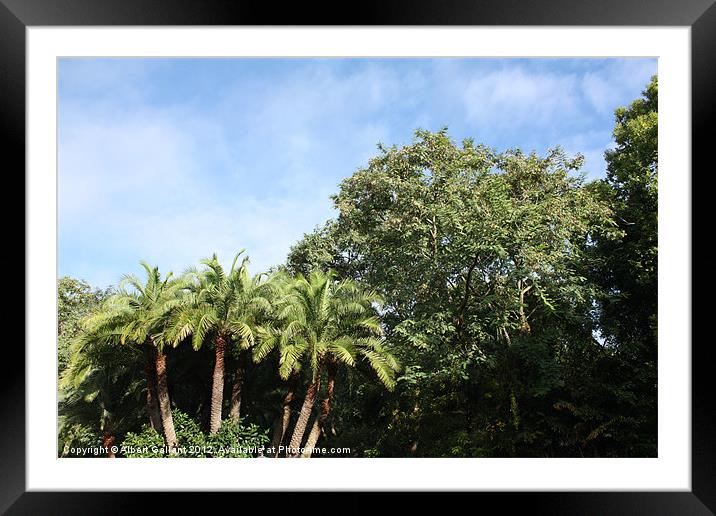 Palm trees Framed Mounted Print by Albert Gallant