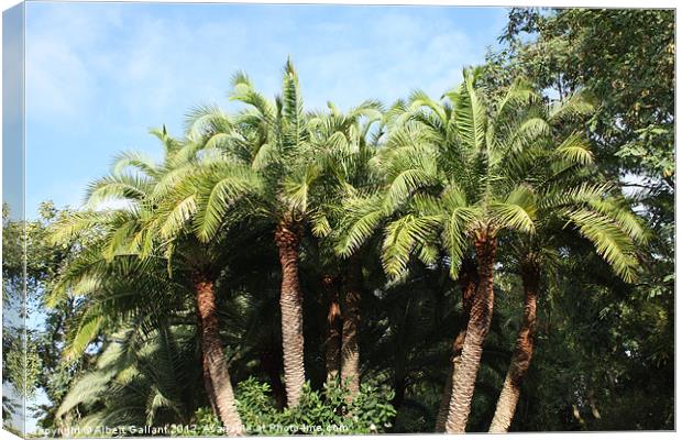 Palm trees Canvas Print by Albert Gallant